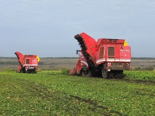 На территории Сергачского муниципального округа Нижегородской области приступили к уборке сахарной свеклы.