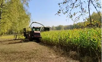 Сельхозпредприятия Ковернинского округа приступили к активной заготовке кукурузы на корм для скота.