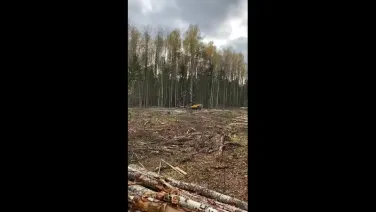 Заготовку древесины современными лесозаготовительными комплексами ведёт ООО Лестранс в городском округе город Шахунья